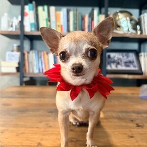 ❤️ Festive Red Pet Collar for Small Dogs